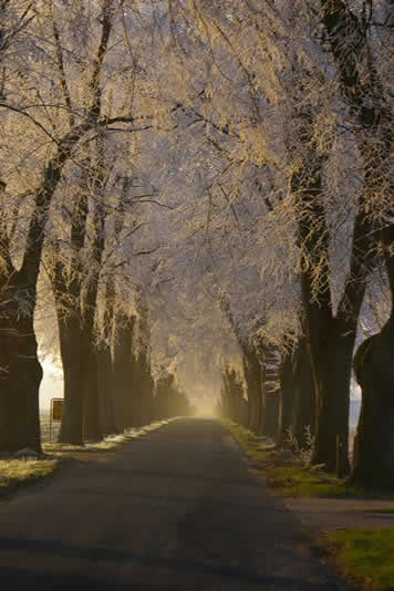 Driftsether Allee Winterimpression